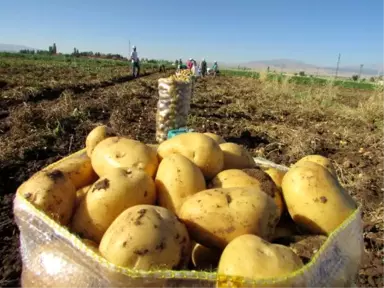 Sandıklı'da Patates Ekim Alanı Yüzde 40 Azaldı