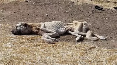 Açlıktan Ölmek Üzereyken Bulunan Köpek, Vatandaşlar Tarafından Kurtarıldı