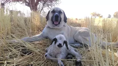 Kangal Köpeği, Doğduğu Fark Edilmeyen Kuzunun Başında Sabaha Kadar Bekledi