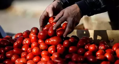 Rusya, Türk Domatesine Ekim-Mayıs Arası Kapıları Açacak