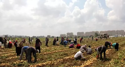 Çukurova'da İşçiler 49 Lira İçin 15 Saat Çalışıyor