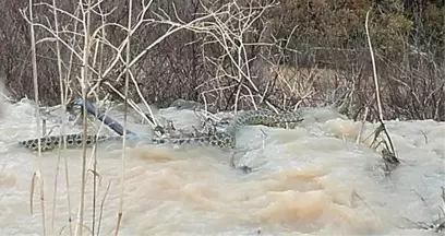 Manisa'da 4 Metrelik Yılan Görüntülendi