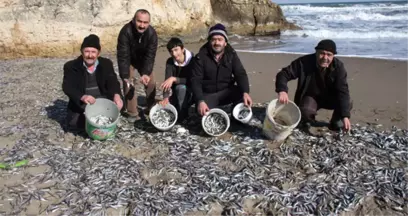 Soğuktan Tonlarca İstavrit Şoka Girip Sahile Vurdu