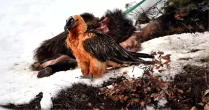 Çok Nadir Görülen Sakallı Akbaba, Artvin'de Foto Kapanla Görüntülendi