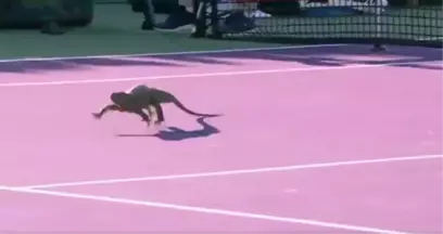 Tenis Kortuna Giren İguana Karşılaşmayı Durdurdu