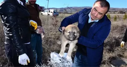 Rögardaki Havlama Seslerini Duyan Adam, Yavru Köpeğin Hayatını Kurtardı