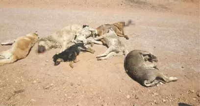 Ayvalık'ta Köpek Katliamı! Öldürüp İlçe Dışına Atılar