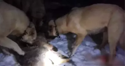 Kangal Köpekleri Sürüye Saldıran Kurdu Böyle Boğdu