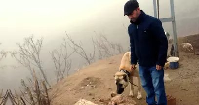 Kırıkkale'de Aç Kurt Sürüsü Ağıldan Çıkacakları Sırada Sürüye Saldırdı