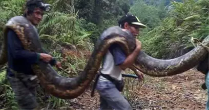 Açlıkla Mücadele Eden Halk Yakaladığı Devasa Pitonu Pişirip Yedi