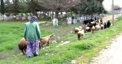 Sınırda Yaşam Mücadelesi! 86 Yaşındaki Nine, Silah Sesleri Arasında Çobanlık Yapıyor