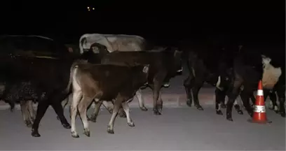 Çoban Uyudu, Başıboş Kalan Danalar Caddeye Kaçtı