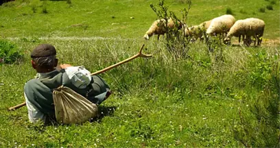 6 Bin Lira Maaşla Çalışacak Çoban Bulunamıyor