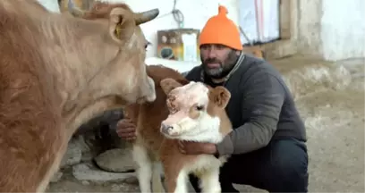 Beyin Zarı Dışarıda Olan Buzağı Arda, Üç Saatlik Operasyonla Sağlığına Kavuştu