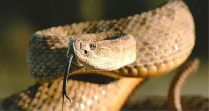 Kesik Çıngıraklı Yılan Kafası ABD'li Adamı Isırdı