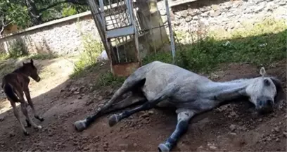 Merak Edilen Soru Yanıt Buldu! Adalar'da Faytona Koşulan Atların Ömrü 2 Yılmış