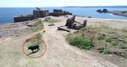 Boğaz'ın İncisi Rumeli Feneri Kalesi, İneklere Terk Edildi