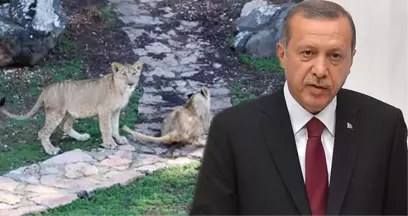 Cumhurbaşkanı Erdoğan'ın Aslanlarını Duyan Vatandaşlar Hayvanat Bahçesine Akın Ediyor