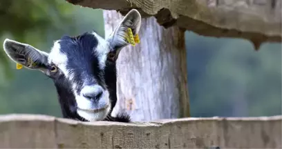 Hindistan'da Hamile Keçi, 8 Kişi Tarafından Tecavüz Edilerek Öldürüldü!