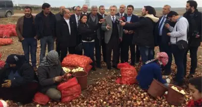 CHP Heyeti, Polatlı'da Bulunan Soğan Depolarını Gezdi