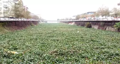 Görüntüler İçler Acısı! Ters Akmasıyla Bilinen Asi Nehri Tarlaya Döndü