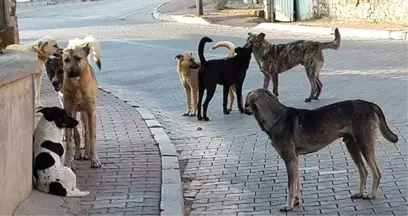 Çöp Atmaya Giden Yaşlı Adam, Sokak Köpeklerinin Saldırısına Uğradı