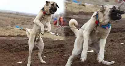 'Aksaray Malaklısı' Olarak Bilinen Çoban Köpeklerine Dünyanın Birçok Ülkesinden Talep Yağıyor