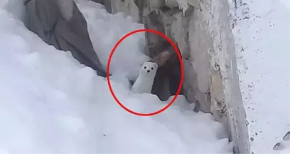 Ender Olarak Görülen Beyaz Gelincik Köye İndi, Vatandaş Görüntüledi