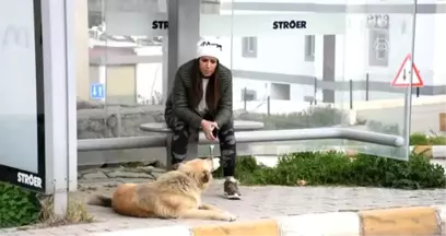 Sahibinin Terk Ettiği Köpek Dolmuş Durağından Ayrılmıyor