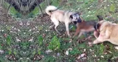 Yolunu Şaşırıp Köye İnen Kurdu, Kangal Köpekleri Telef Etti