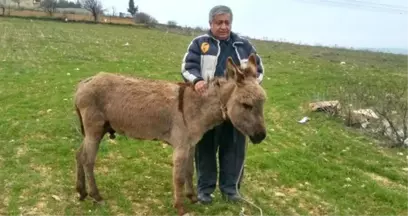 Gaziantep'te Sıpaya Akıl Almaz İşkence