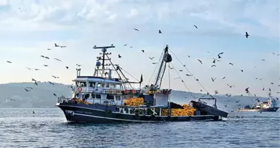 Akdeniz Kıyılarında Zehirli Aslan Balığı Tehlikesi Ortaya Çıktı