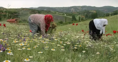 Manisalı Kadınlar Topladıkları Papatyaları Kurutup Kilosunu 35 Liradan Satıyor