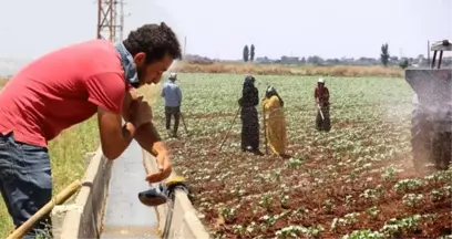 50 lira yevmiye ile 50 derece sıcaklıkta çalışıyorlar