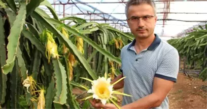 Sebzeyi bıraktı, ejder meyvesi üretimine başladı! Şimdi paraya para demiyor