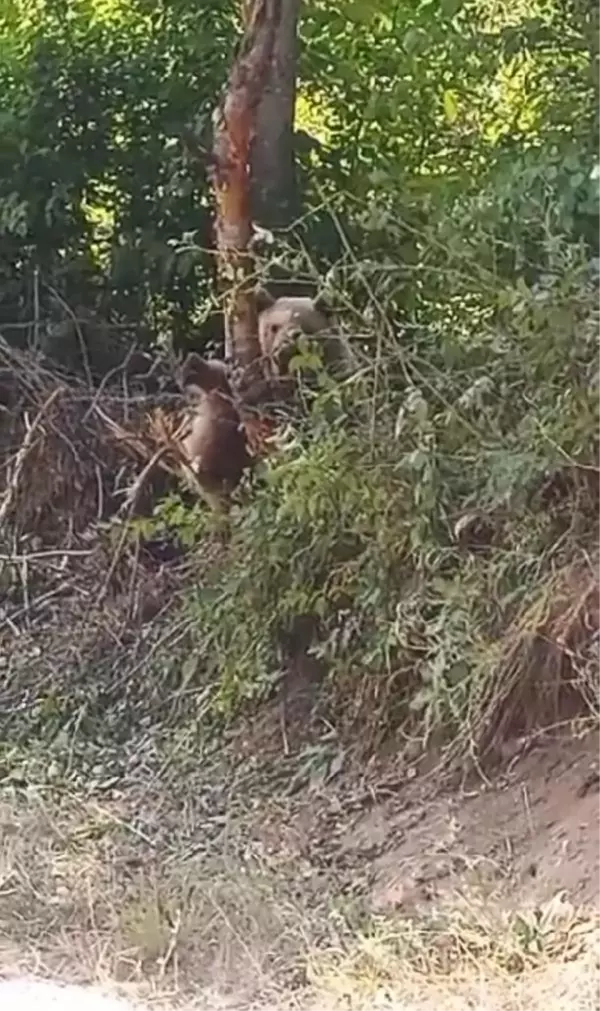 Şavşat'ta Mahsur Kalan Yavru Ayı Kurtarıldı