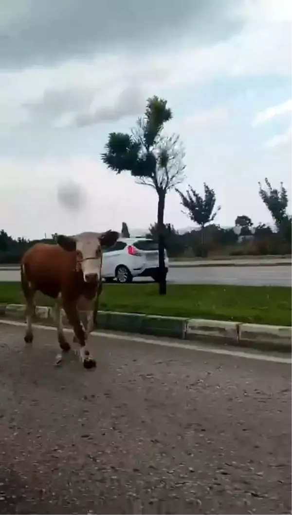 Bursa'da kaçan kurbanlıklar trafiği birbirine kattı