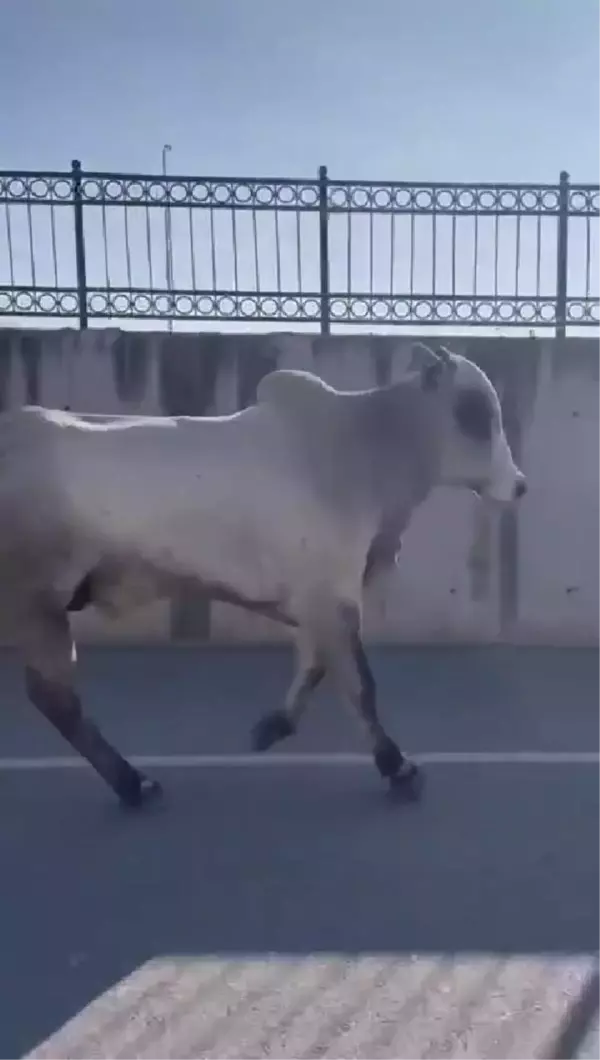 İskenderun Limanı'ndan kaçan angus yakalandı