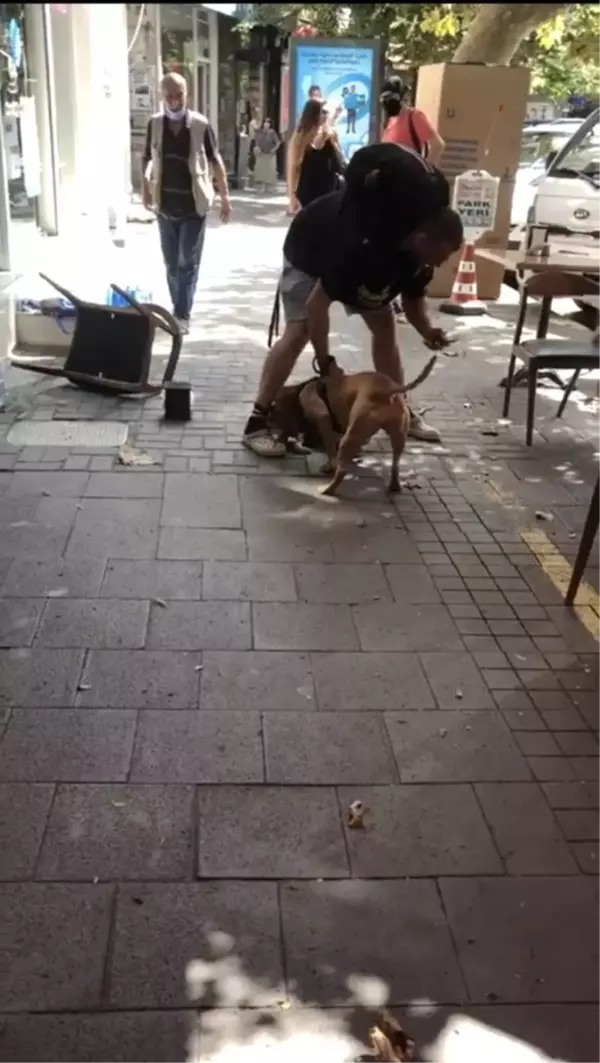 İstanbul'un göbeğindeki pitbull dehşetine para cezası