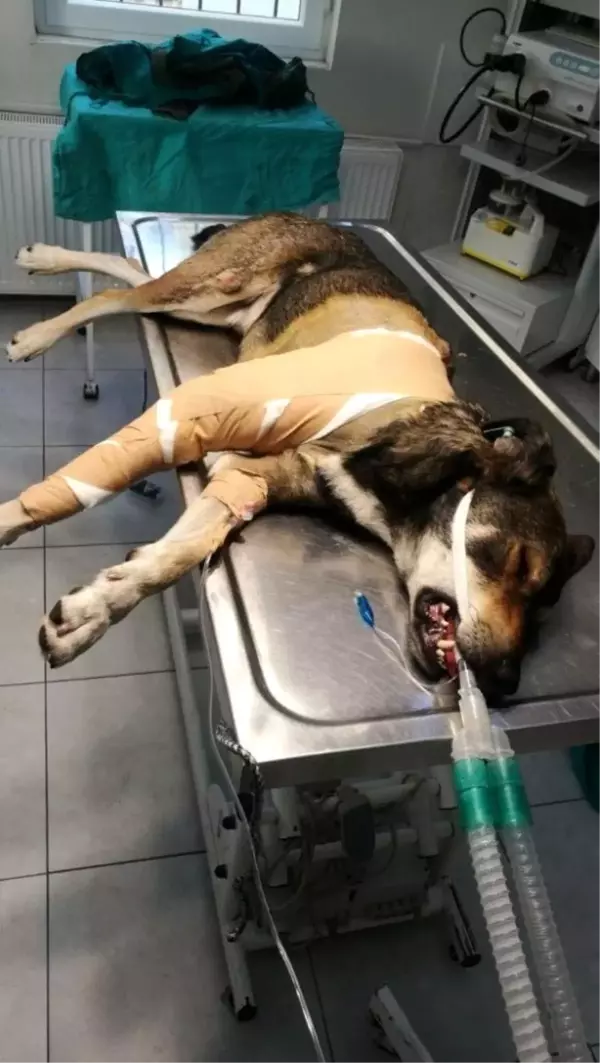 Sarıyer'de aracın köpeği ezdiği anlar kamerada