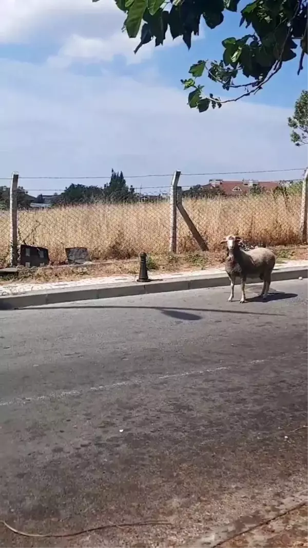 Kurban Bayramı'nda yine hayvanlar kaçtı, vatandaşlar zor anlar yaşadı