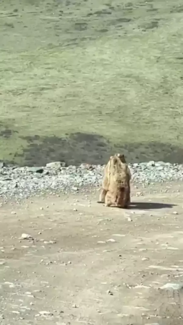 Çin'de Bir Milli Parkta İki Marmot Kavga Ederken Görüntülendi