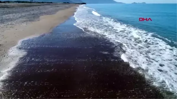 ANTALYA Caretta kafeslerini çöplük zanneden var