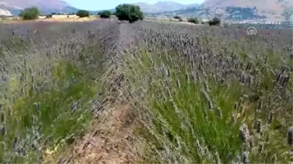 Türkiye'nin en büyük adası 