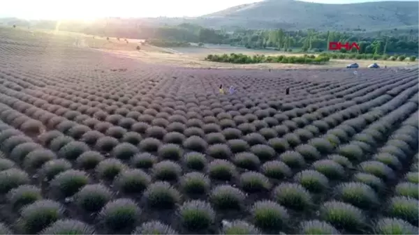 Burdur'un dağlarında mor şölen