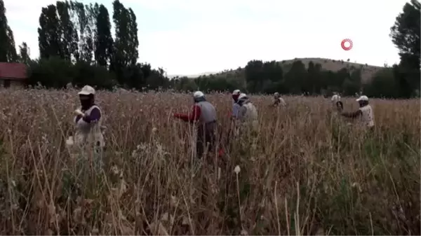 Şuhut'ta haşhaş hasadı başladı... Haşhaş üreticisinin başı böceklerle dertte