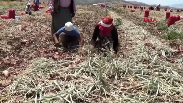 GAZİANTEP'TE SOĞAN HASADI BAŞLADI