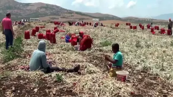 Mor kuru soğan hasadına başlandı