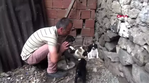 Yavru köpeği dereye atan işçiye, sokak hayvanlarına bakma cezası