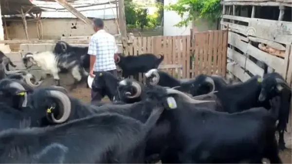 Kadirli'de kurbanlık fiyatları açıklandı